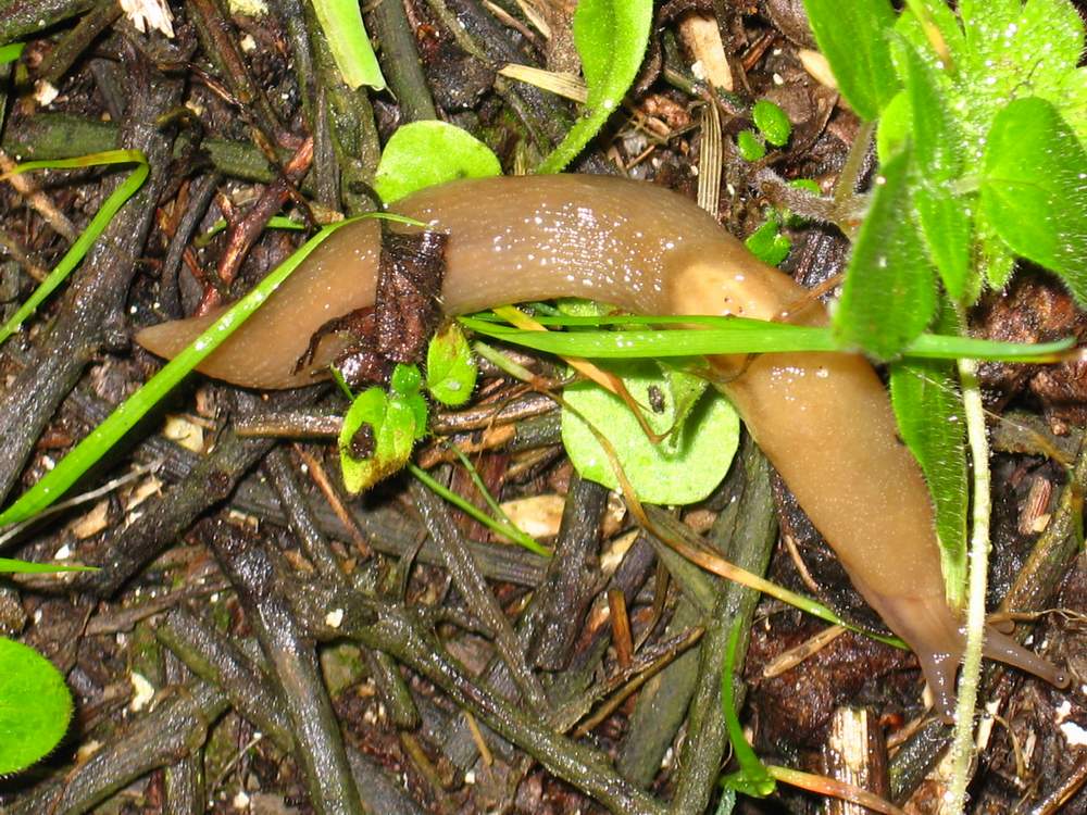 Lehmannia sp. da La Maddalena (Sardegna)